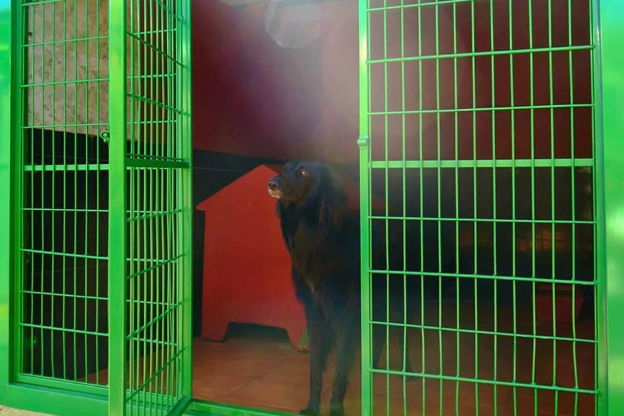 Centro Canino Daponte