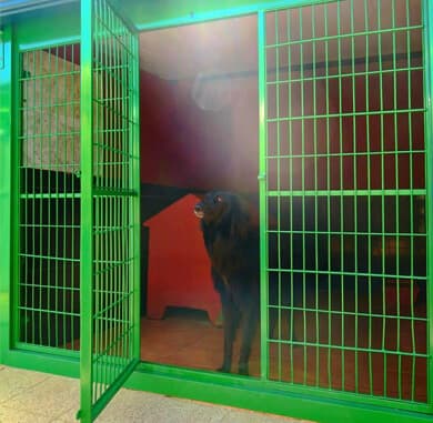 Residencia canina