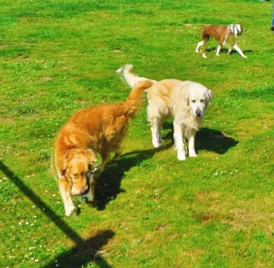 adiestramiento canino